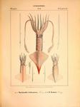 Onychoteuthis lichtensteinii = Ancistroteuthis lichtensteinii (angel clubhook squid), Onychoteut...