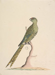 Ground parrot (Pezoporus wallicus)