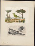 Pezoporus formosus = Pezoporus wallicus (ground parrot)