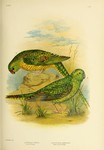 Pezoporus formosa = Pezoporus wallicus (ground parrot), Geopsittacus occidentalis = Pezoporus oc...