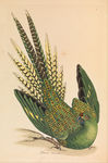 Psittacus terrestris = Pezoporus wallicus (ground parrot)