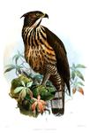 Limnaetus philippensis = Nisaetus philippensis (Philippine hawk-eagle)