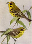 Dendroica discolor = Setophaga discolor (prairie warbler)