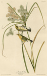 Sylvia discolor = Setophaga discolor (prairie warbler)