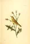 Setophaga discolor (prairie warbler)