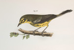 Sylvicola discolor = Setophaga discolor (prairie warbler)