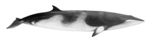 common minke whale (Balaenoptera acutorostrata)