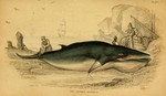 Rorqualus minor (lesser rorqual) = Balaenoptera acutorostrata (common minke whale)