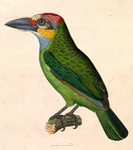 Bucco chrysopogon = Psilopogon chrysopogon (golden-whiskered barbet)