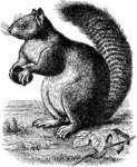 Sciurus pygerythrus = Callosciurus pygerythrus (Irrawaddy squirrel)