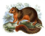 Sciurus sladeni = Callosciurus erythraeus sladeni (Pallas's squirrel, red-bellied tree squirrel)