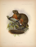 Sciurus gordoni = Callosciurus erythraeus gordoni (Pallas's squirrel, red-bellied tree squirrel)