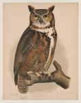 LCCN2017660744: Great horned owl. Bubo virginianus.