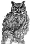 Great horned owl on a stump (Bubo virginianus)