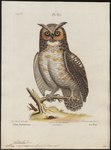 Otus americanus = Bubo virginianus (great horned owl)