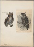 Bubo virginianus (great horned owl)