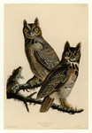 Strix virginiana = Bubo virginianus (great horned owl)