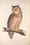 Bubo ascalaphus (great horned owl)