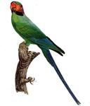 Psittacula longicauda (long-tailed parakeet)