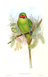 Palaeornis nicobaricus = Psittacula longicauda tytleri (Andaman long-tailed parakeet)