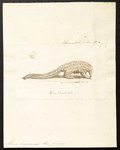 Manis longicaudata = Phataginus tetradactyla (long-tailed pangolin)