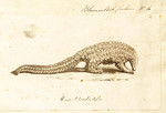 Manis longicaudata = Phataginus tetradactyla (long-tailed pangolin) (cropped)