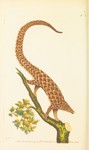 Manis tetradactyla = Phataginus tetradactyla (long-tailed pangolin)