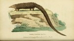 Long-tailed Manis =  long-tailed pangolin (Phataginus tetradactyla)