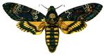 African death's-head hawkmoth (Acherontia atropos)