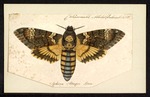 Sphinx atropos = Acherontia atropos (African death's-head hawkmoth)