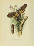 Acherontia atropos (African death's-head hawkmoth; adult, caterpillar, pupa)