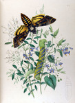 Acherontia atropos (African death's-head hawkmoth; adult, caterpillar)