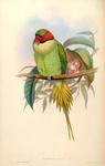 Palaeornis luciani = Psittacula longicauda modesta (Enggano long-tailed parakeet)