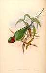 Palaeornis affinis = Psittacula longicauda (long-tailed parakeet)