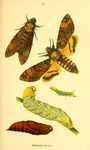 Acherontia atropos (African death's-head hawkmoth; adult, caterpillar, pupa)