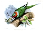 Palaeornis erythrogenys = Psittacula longicauda tytleri (Andaman long-tailed parakeet)
