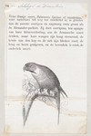 Palaeornis luciani = Psittacula longicauda modesta (Enggano long-tailed parakeet)