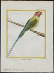 Palaeornis longicaudus = Psittacula longicauda (long-tailed parakeet)
