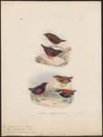 (top) Pitta venusta = Erythropitta venusta (graceful pitta); (bottom/left) Pitta granatina = Ery...