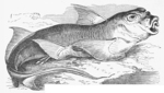 Chimaera monstrosa (rabbit fish, rat fish)