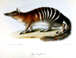 Myrmecobius fasciatus (numbat)