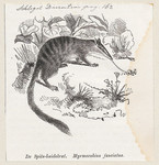 Myrmecobius fasciatus (numbat) - cropped