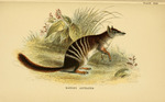 Banded Anteater = Myrmecobius fasciatus (numbat)