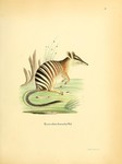 Myrmecobius fasciatus (numbat)