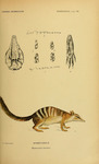 Myrmecobius fasciatus (numbat)