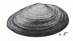 Sandmuschel = Mya arenaria (sand gaper)