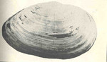 Mya arenaria (sand gaper), shell