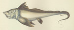 Arctic Chimaera = Chimaera monstrosa (rabbit fish)