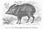 Dicotyles labiatus = Tayassu pecari (white-lipped peccary)