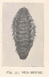 Aphrodita aculeata (sea mouse)